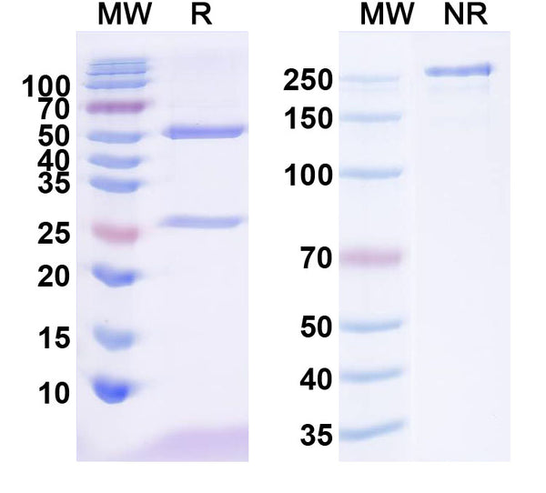 SDS-PAGE for InVivoMAb Anti-Dog CD52 Antibody (Iv0176).