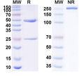 Anti-Human CD52 Reference Antibody (Tamtuvetmab) – Figure 1 of 1