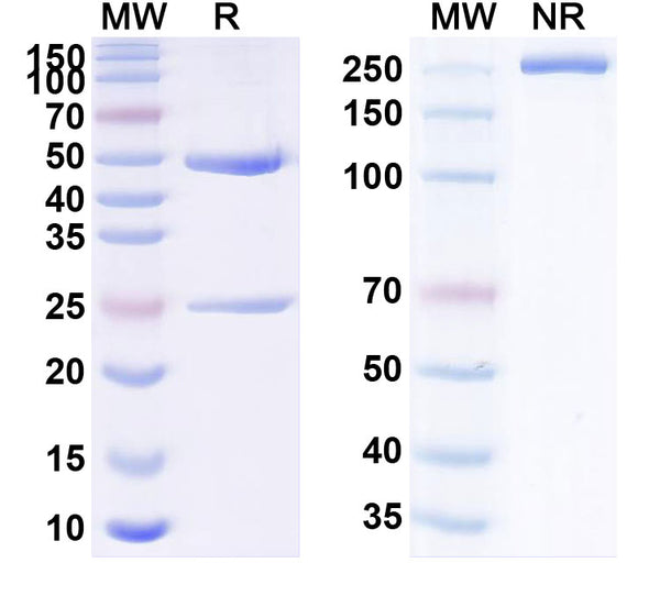 Anti-Human CD52 Reference Antibody (Tamtuvetmab) – Figure 1 of 1