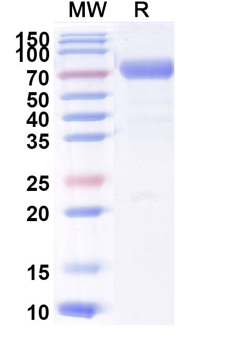 Recombinant Dog CD122/IL2RB Protein, C-Fc