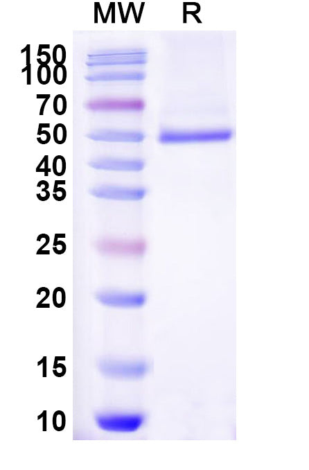 Recombinant Dog CD252/TNFSF4/OX40L Protein, C-Fc