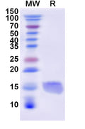 Recombinant Dog CD47/MER6 Protein, N-His