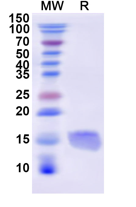 Recombinant Dog CD47/MER6 Protein, N-His
