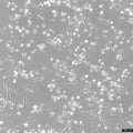 CCD-1095Sk cell