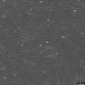 CCD-18Lu cell