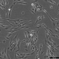 CCF-STTG1 cell