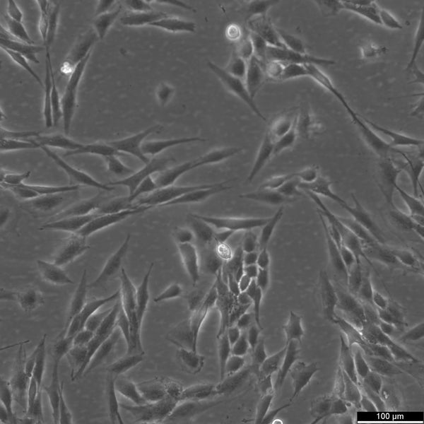 CCF-STTG1 cell