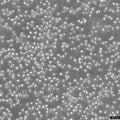 CCRF-CEM-C7 cell