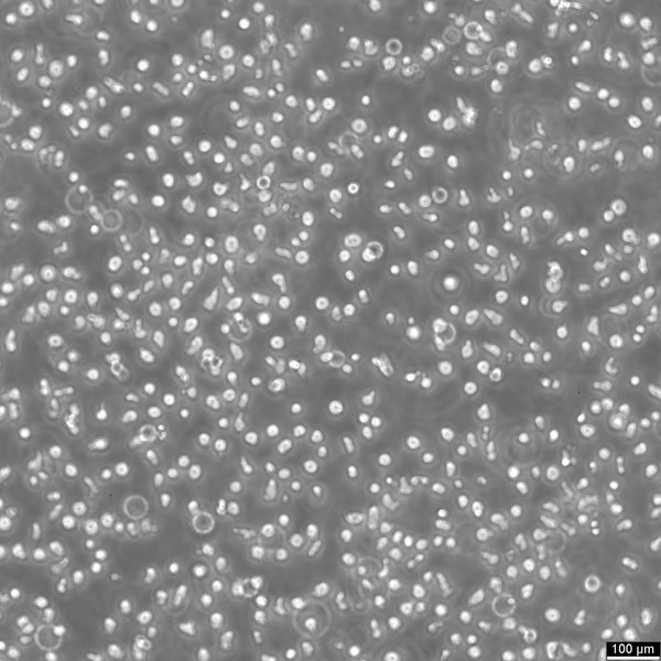 CCRF-CEM-C7 cell