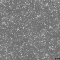 CCRF-CEM cell