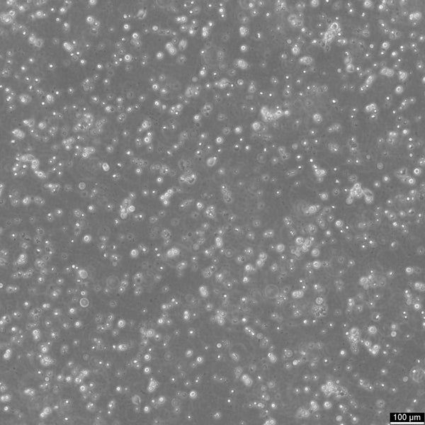 CCRF-CEM cell
