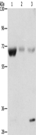 NAE1 Polyclonal Antibody – Figure 1 of 2