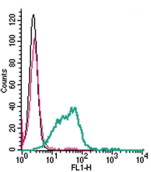 Anti-CD39 (extracellular)-FITC Antibody