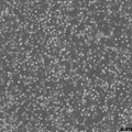 CEM/C1 cell