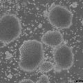 CESS cell