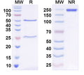 SDS-PAGE for Anti-Dog CRP Monoclonal Antibody (1A425)