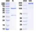 SDS-PAGE for Anti-Dog CRP Monoclonal Antibody (1A426)