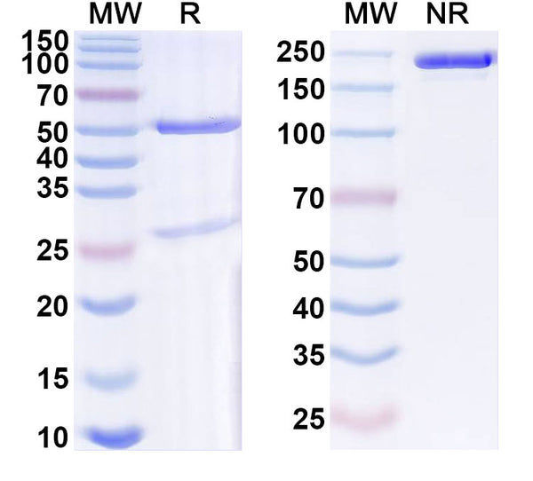 SDS-PAGE for Anti-Dog CRP Monoclonal Antibody (1A427)