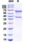 Recombinant Dog NGF/Beta-NGF Protein, C-Fc