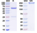 SDS-PAGE for Anti-Dog NGF/Beta-NGF Antibody (SAA0479).