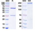 SDS-PAGE for Anti-Dog NGF/Beta-NGF Antibody (SAA1472).