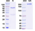 SDS-PAGE for InVivoMAb Anti-Dog TGFB1/TGF-beta-1 Antibody (Iv0215)