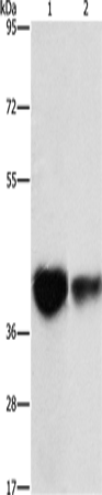 IDH3G Polyclonal Antibody – Figure 1 of 4