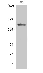 Phospho-MAP3K5 (Ser966) Polyclonal Antibody – Figure 1 of 2