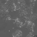 CLS-354 cell