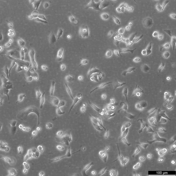 CLS-439 cell