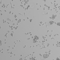 CLS-ACI-1 cell