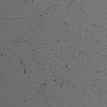 CLS-CD-3575 cell