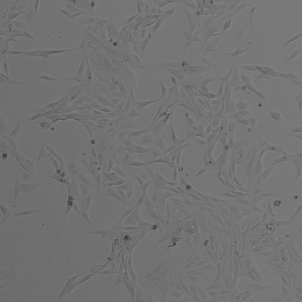 CLS-CD-3575 cell