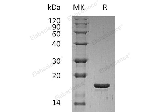 Recombinant Human LIF Protein (E.coli) – Figure 1 of 2