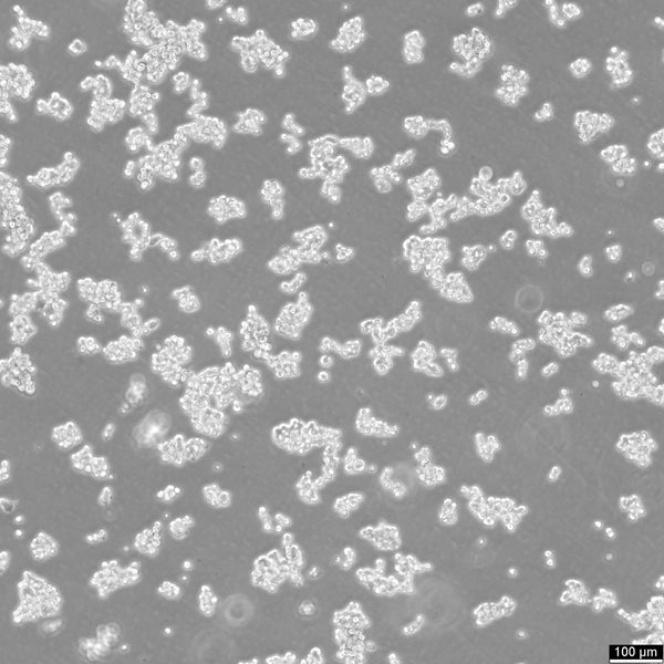 Colo-320HSR cell
