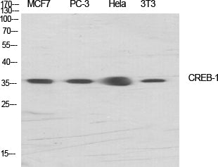 CREB1 Polyclonal Antibody – Figure 1 of 2