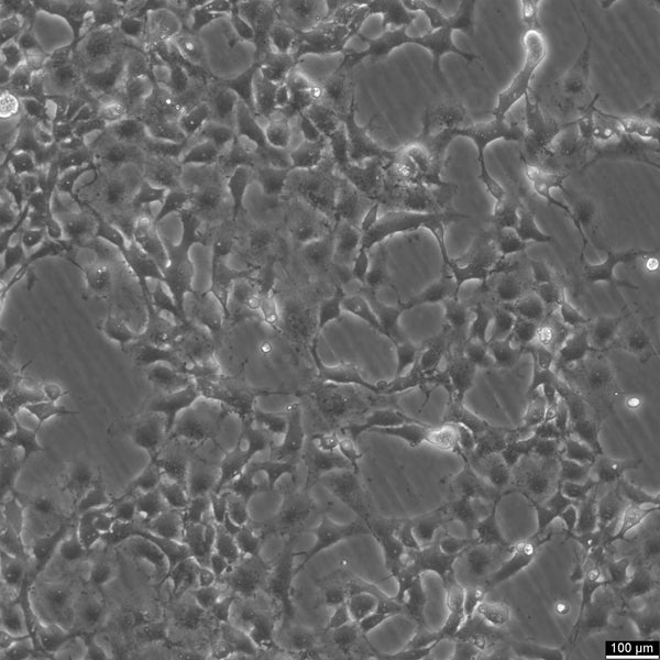 COS-1 cell
