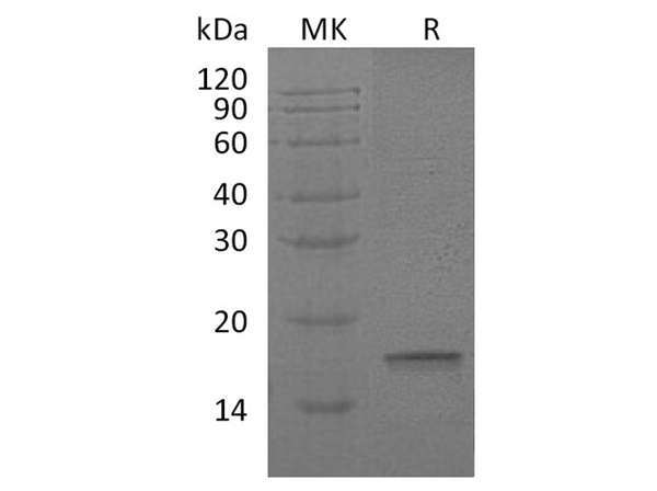 Recombinant Human Interleukin-18/IL-18 Protein – Figure 1 of 2
