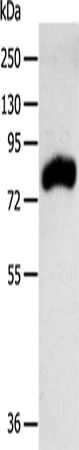 RPAP3 Polyclonal Antibody – Figure 1 of 2
