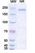 SDS-PAGE for Canine IgG4, kappa Isotype Control Antibody (HyHEL-10).