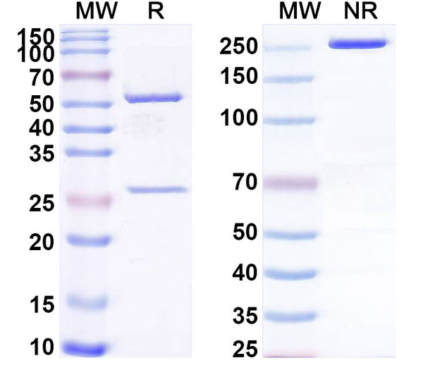 SDS-PAGE for Anti-Allergen Dog 1 Antibody (SAA0620)