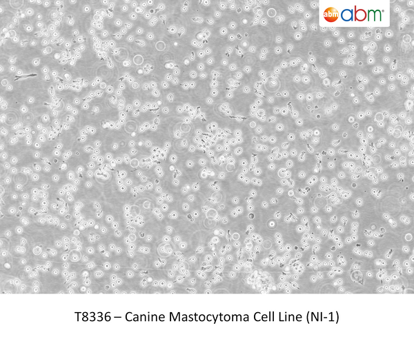 Canine Mastocytoma Cell Line (NI-1) | Applied Biological Materials (abm)