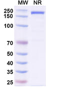 Anti-Human PD-1 Reference Antibody (Gilvetmab) – Figure 1 of 2