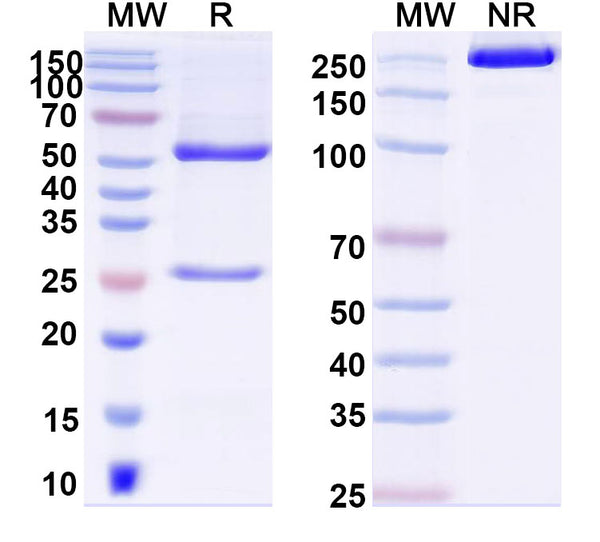 SDS-PAGE for Anti-Dog CD279/PDCD1/PD1 Antibody (SAA1476).