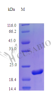 Recombinant Human Somatotropin protein (GH1) (Active) – Figure 1 of 1