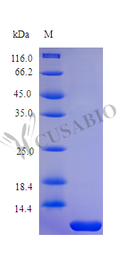 Recombinant Human Parathyroid hormone protein (PTH), partial (Active) – Figure 1 of 1