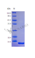 Recombinant Human Parathyroid hormone protein (PTH),15N Stable Isotope Labeled (Active) – Figure 1 of 1
