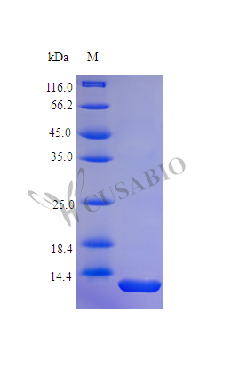 Recombinant Human Parathyroid hormone protein (PTH),15N Stable Isotope Labeled (Active) – Figure 1 of 1