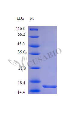 Recombinant Human Leptin protein (LEP) (Active) – Figure 1 of 1