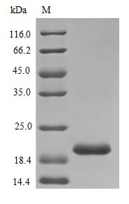 Recombinant Rat Prolactin protein (Prl) (Active) – Figure 1 of 1